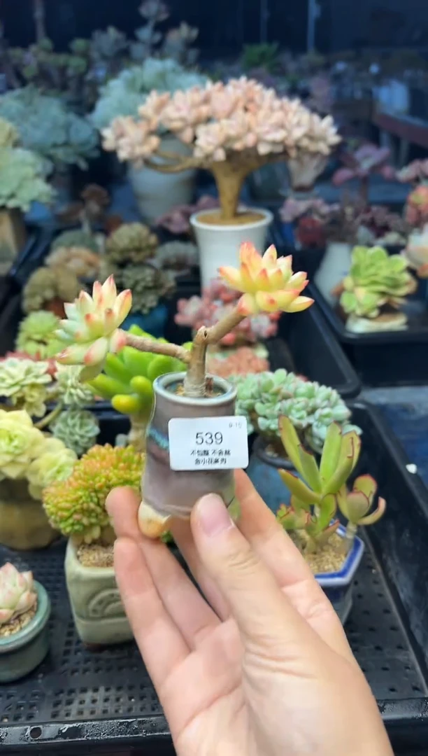 可**贝539        不带盆