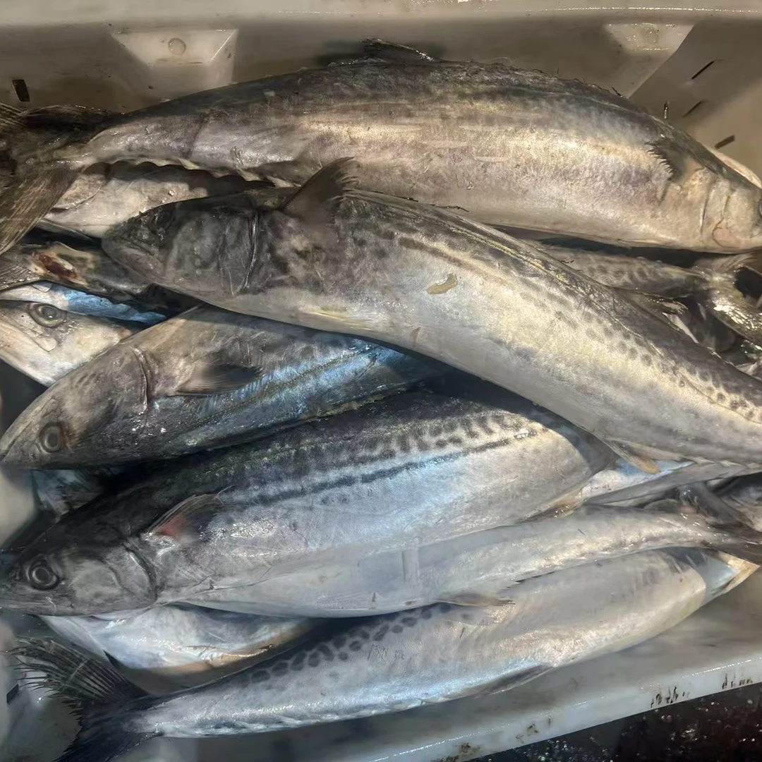 马鲛鱼连云港速冻锁鲜冷链发货海鲜消费券