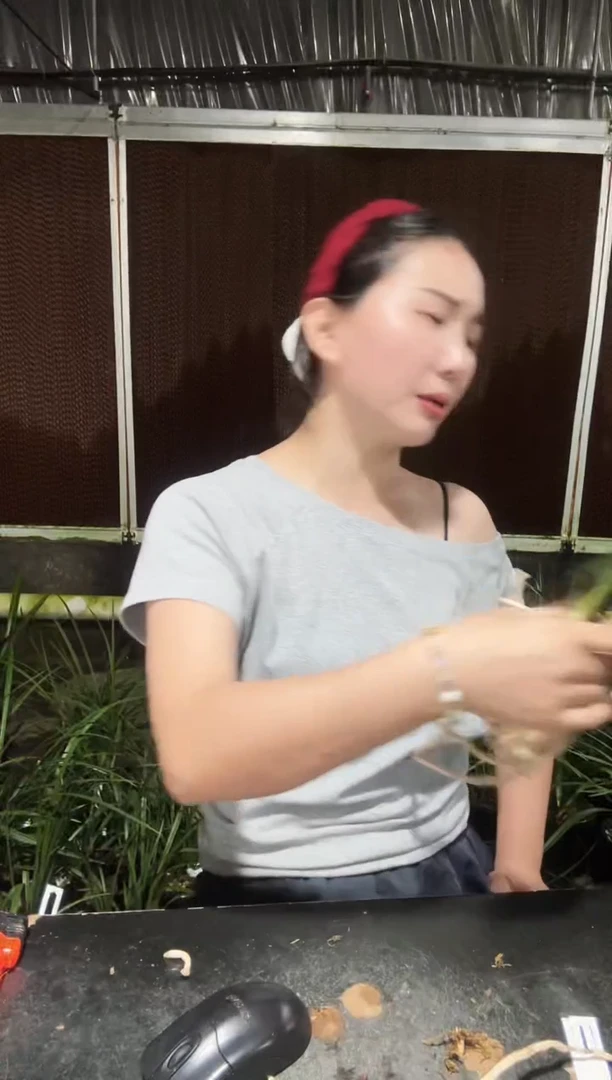 无花朵三明鱼枕 3苗带花包
