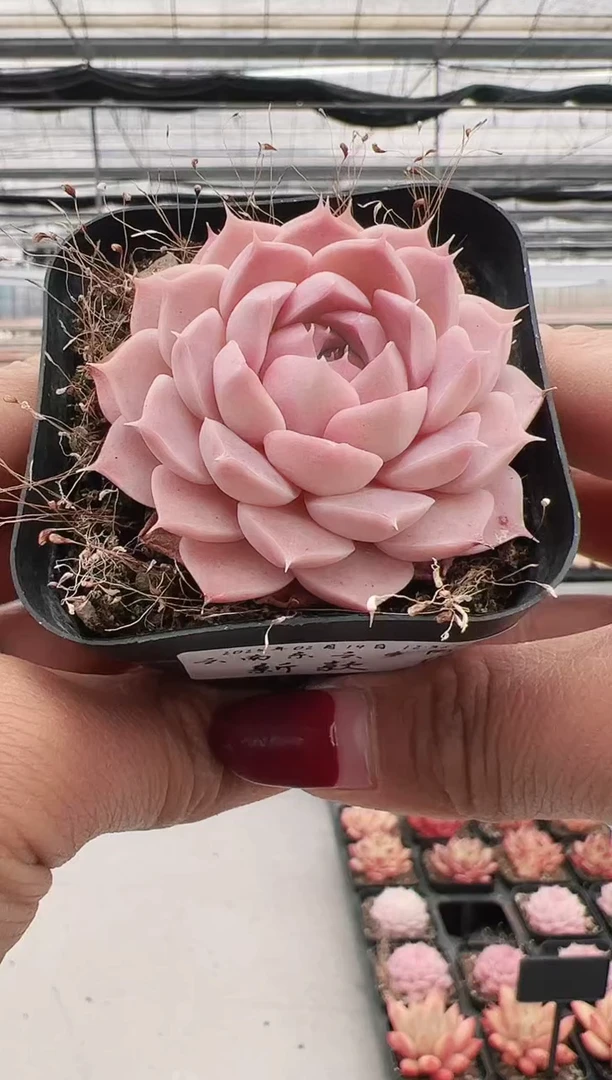 【闪购商品】新款多肉-6