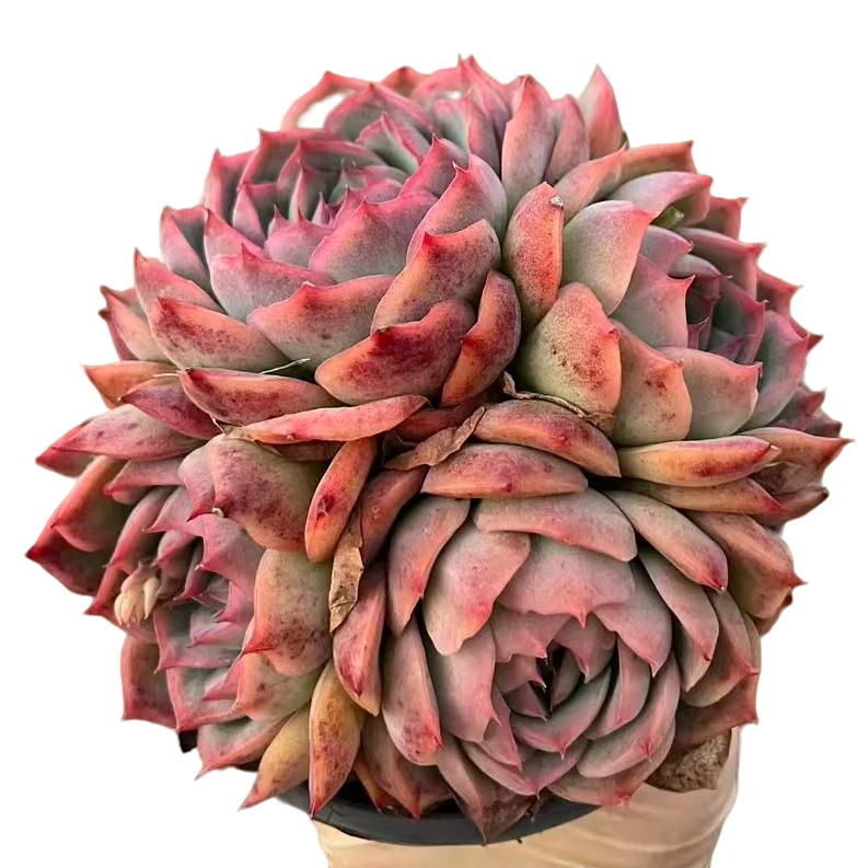 多头侧影带盆土（传承多肉）多肉植物室内绿植净化空气