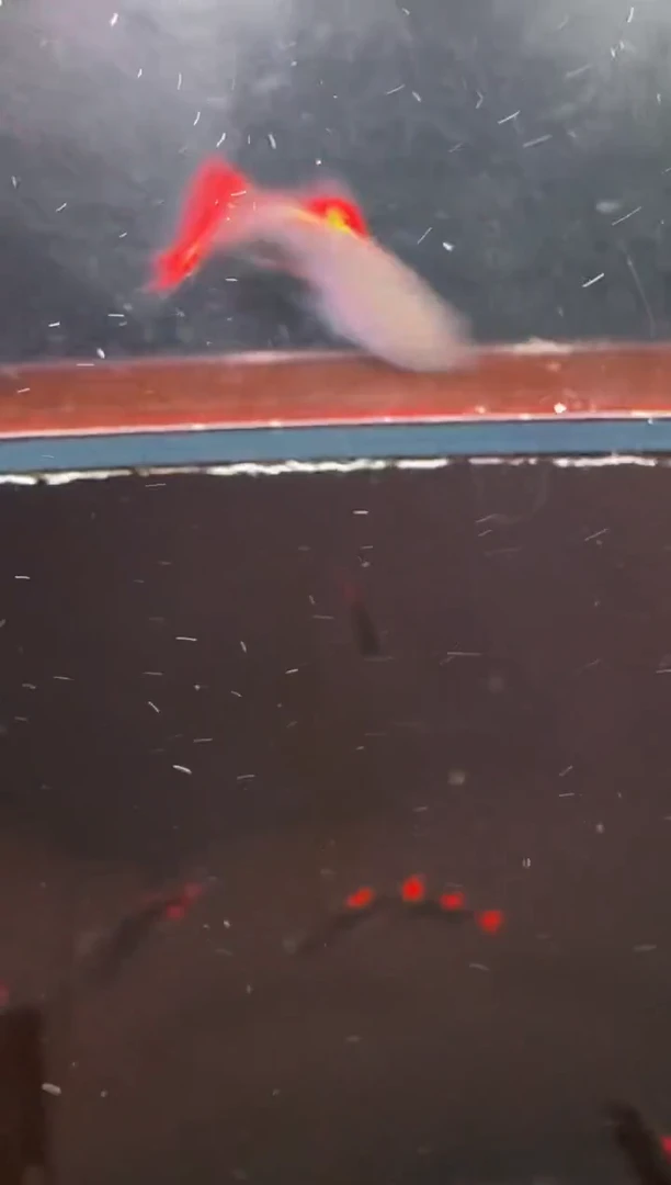 灯科鱼B08-26号【2】四红+五红灰太狼2.5cm左右