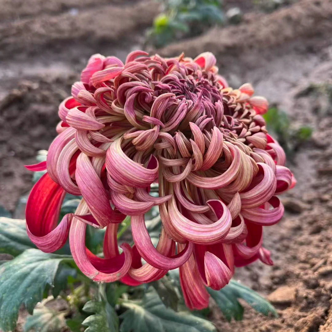 【天门星火菊花】九月菊大花盆栽新手