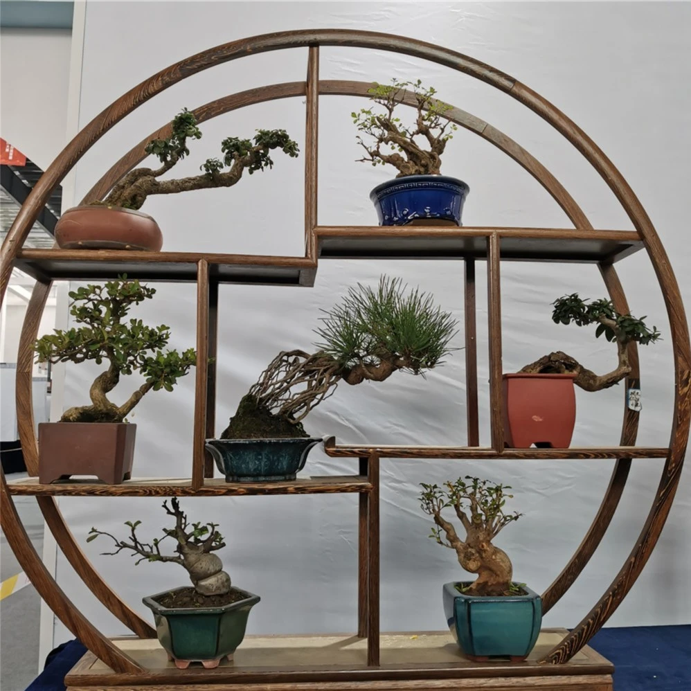 黑松盆景老桩黄杨真柏盆景