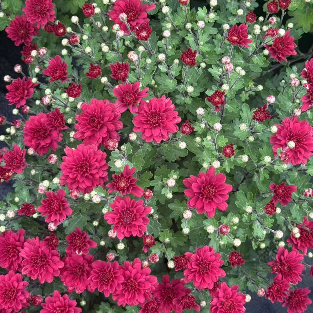 千头菊【达芬奇红枫】四季盆栽花卉多年生耐寒耐热好养护