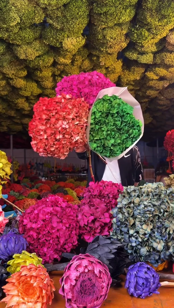 157  山前小麦 · 荷兰进口永生大叶绣球3枝（玫红/暗红/绿）