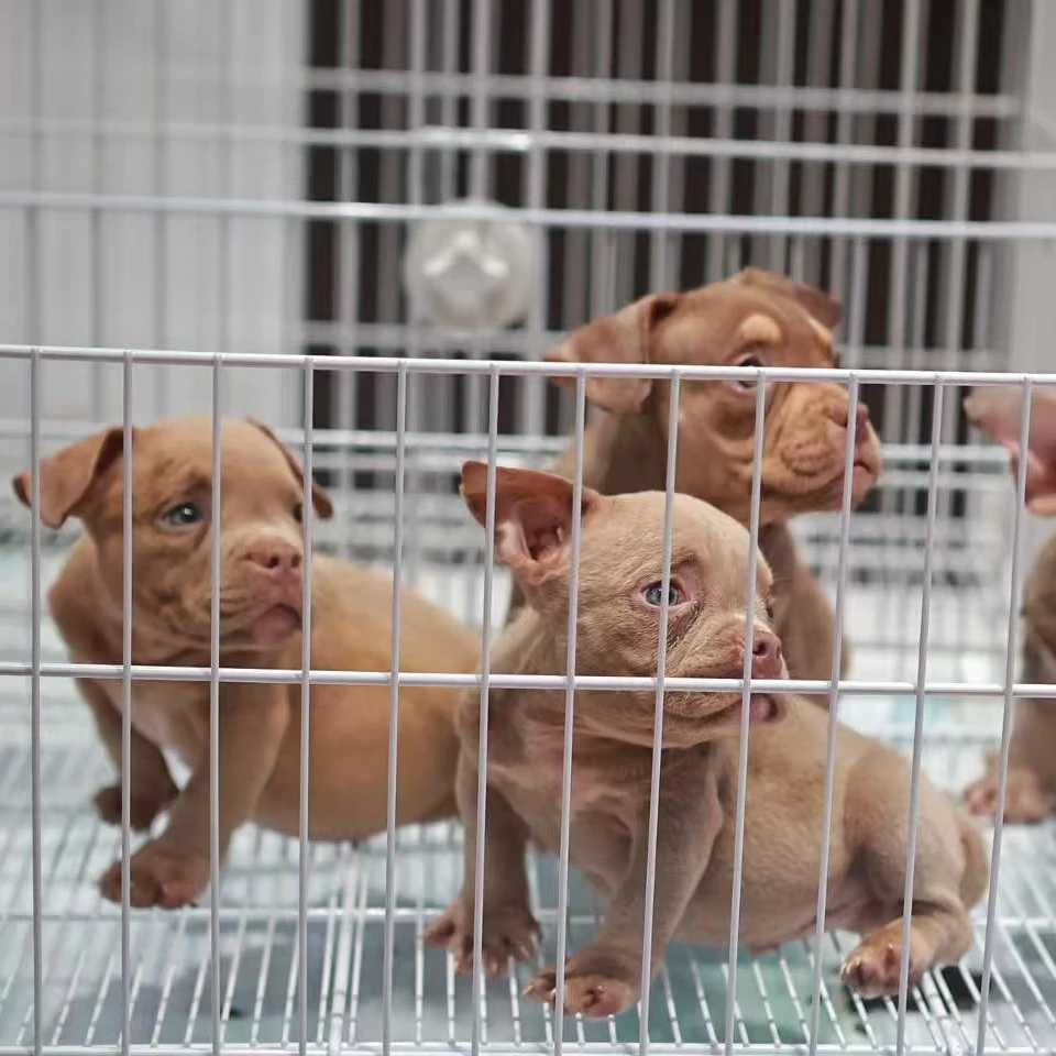 （钱罐犬舍）恶霸犬幼犬活体宠物