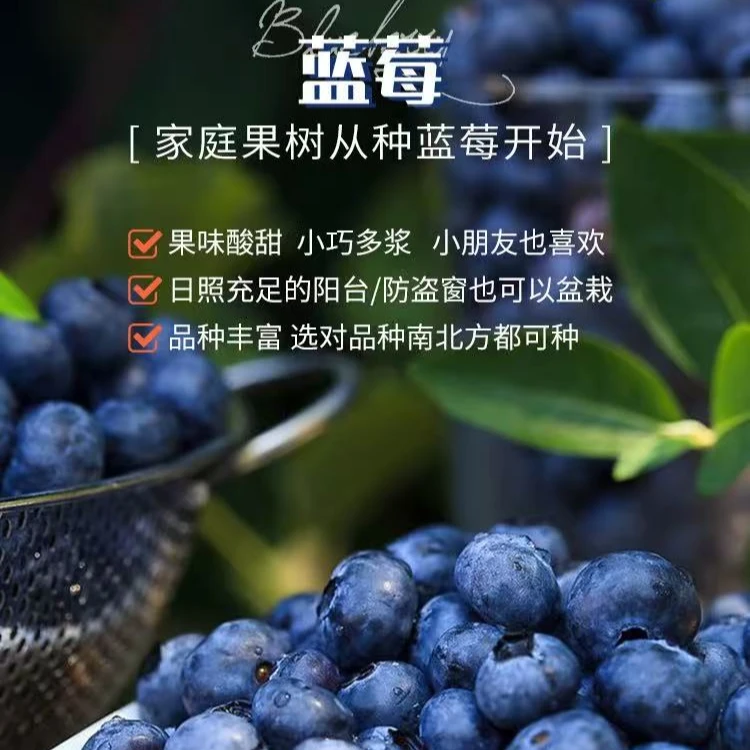 蓝莓F6法新花香蓝莓带花带果