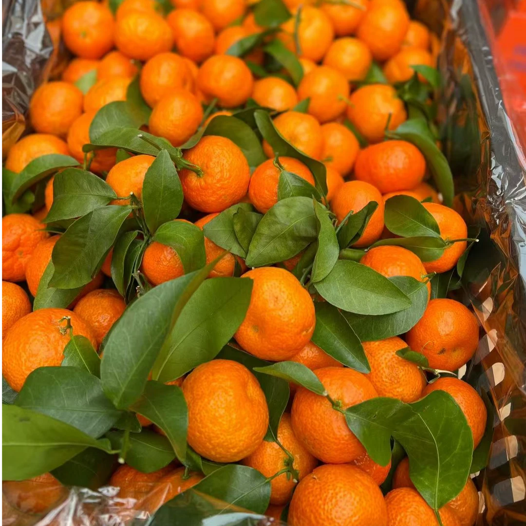 广西砂糖橘 肉质细腻化渣 纯甜无酸3斤、5斤、10斤净重