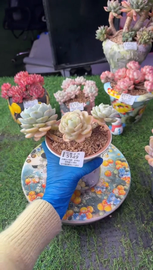 昆明印象多肉5149