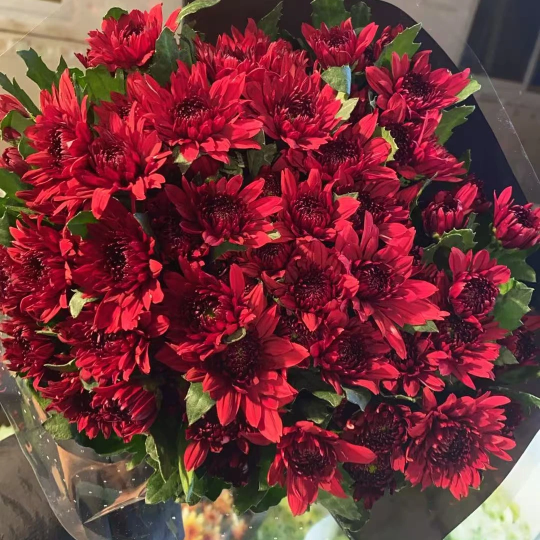 红丹特 小雏菊全店任意N单一个运费