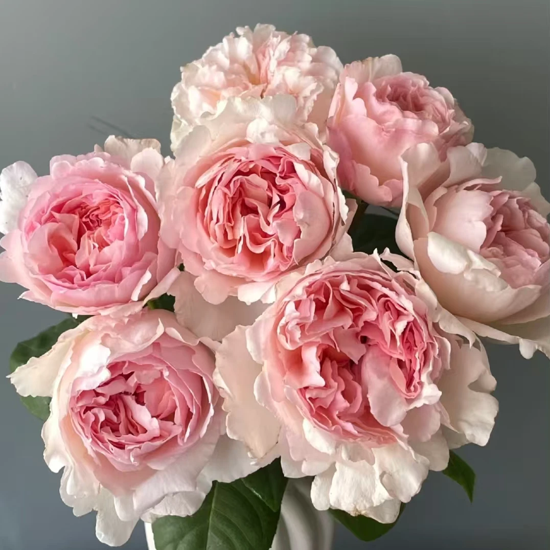 夏琳王妃   四季灌木月季