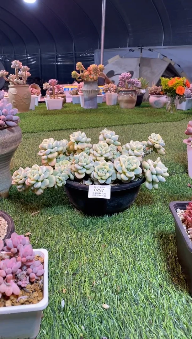 【闪购商品】0297a