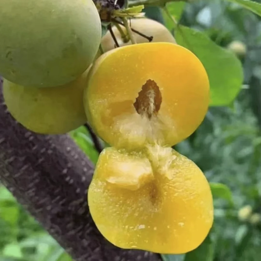 【蜂糖李子苗 】庭院植物盆栽地栽阳台庭院四季种植嫁接果树苗