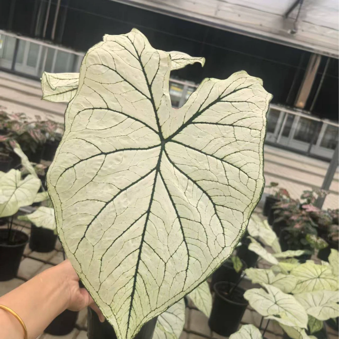 【量拍链接】彩叶芋白色恋人