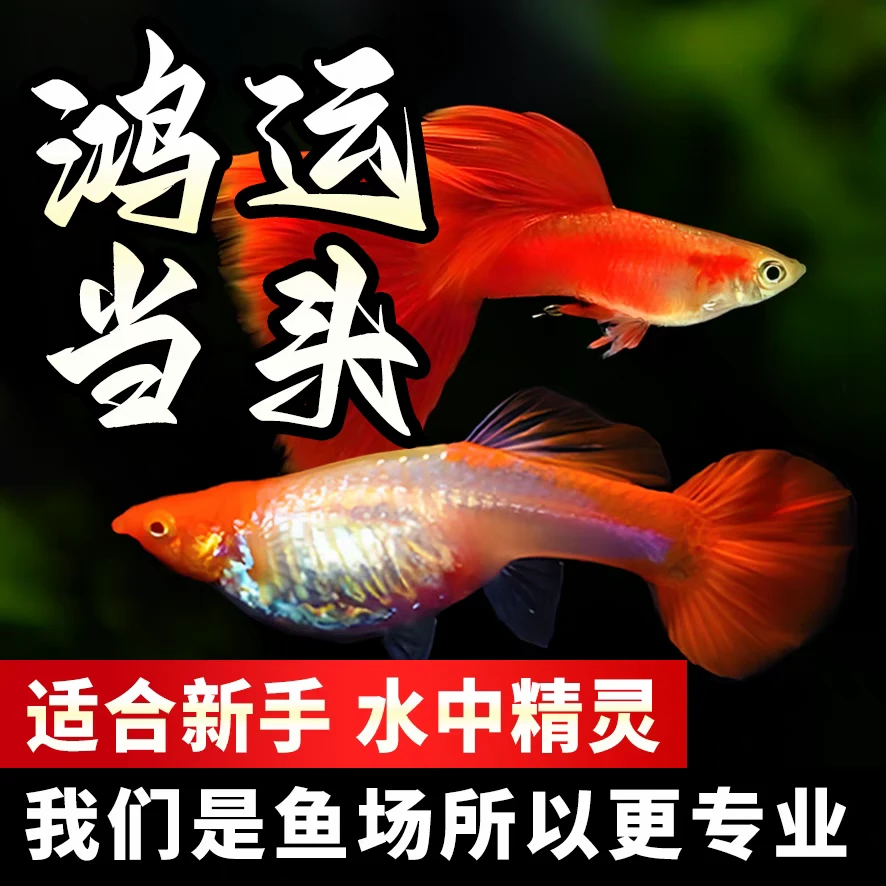 鸿运当头孔雀鱼活体鱼苗观赏鱼小鱼金鱼热带淡水好养耐活斑马鱼