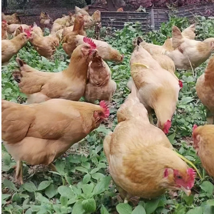 宠物鸡三黄鸡每只2.5斤以上
