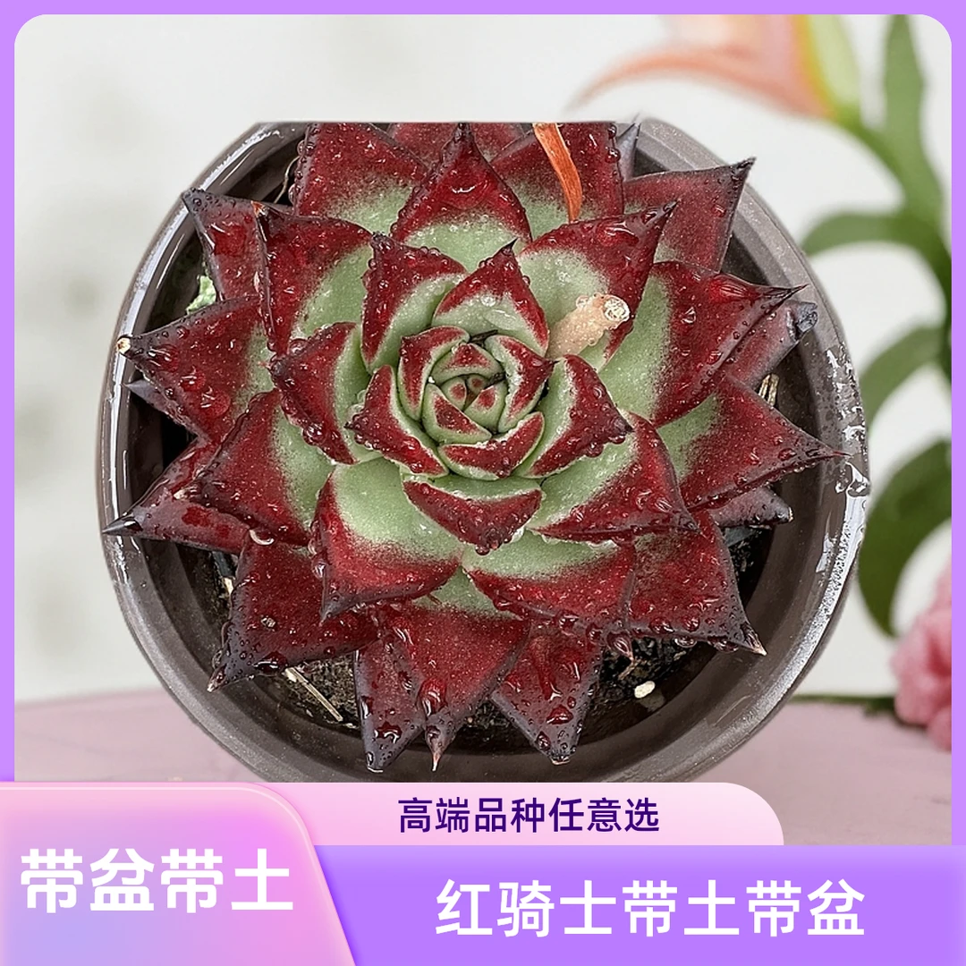 红骑士 东云系高端品种带盆带土（任意两单包邮实物以直播为准）