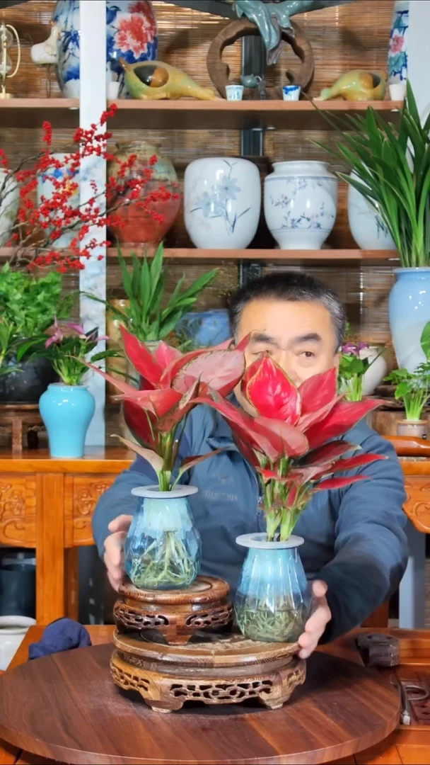 完全开放我*安水之韵水培如意2