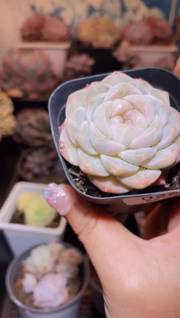 【闪购商品】026蜡像