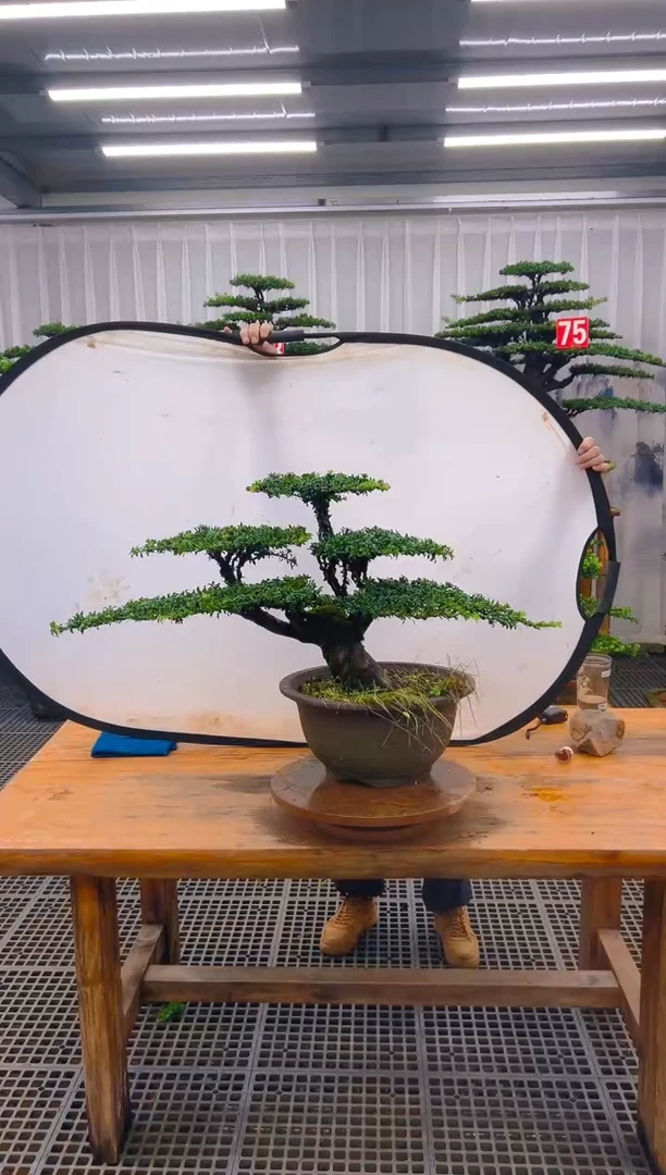 无花朵用**8精品盆景直播间一物一拍