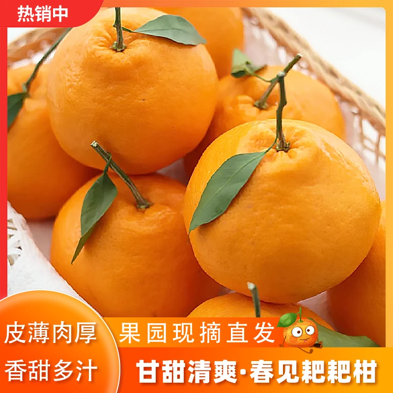 【招财猫专属】四川耙耙柑 鲜甜多汁 新鲜美味 现摘现发 果园直达