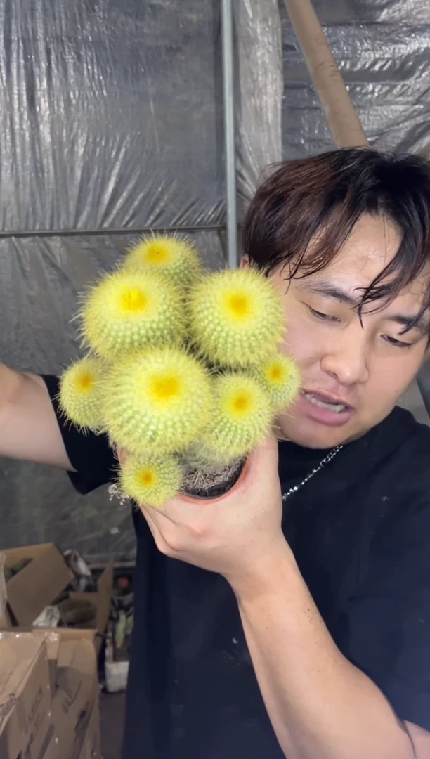 金丝猴 群生【带根】