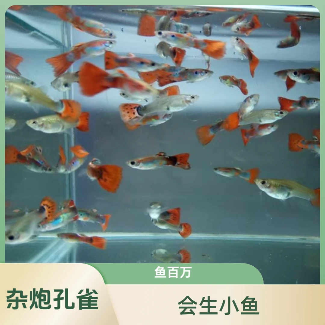 30杂袍孔雀鱼凤尾鱼小型观赏小鱼简单耐活好养热带小鱼练手便宜