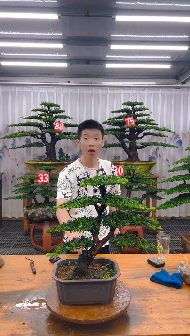 无花朵精品盆景直播间一物一拍