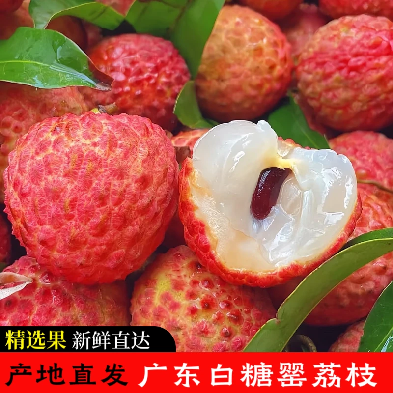 FF广东茂名白糖罂荔枝一口爆汁现摘现发到手5斤白糖罂荔枝