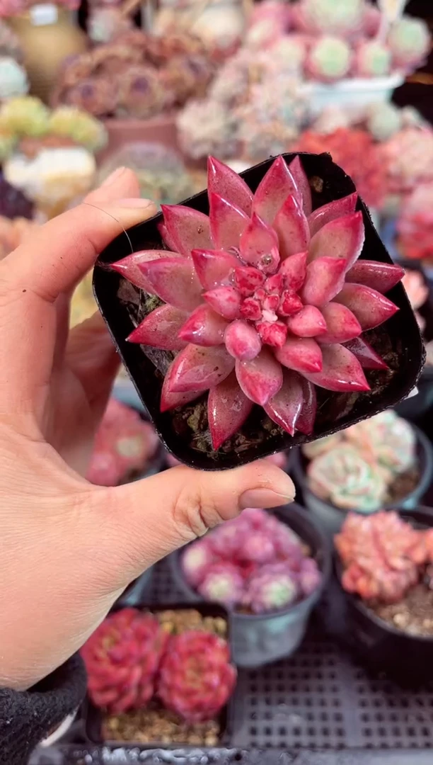 【闪购商品】7507金鱼姬多肉