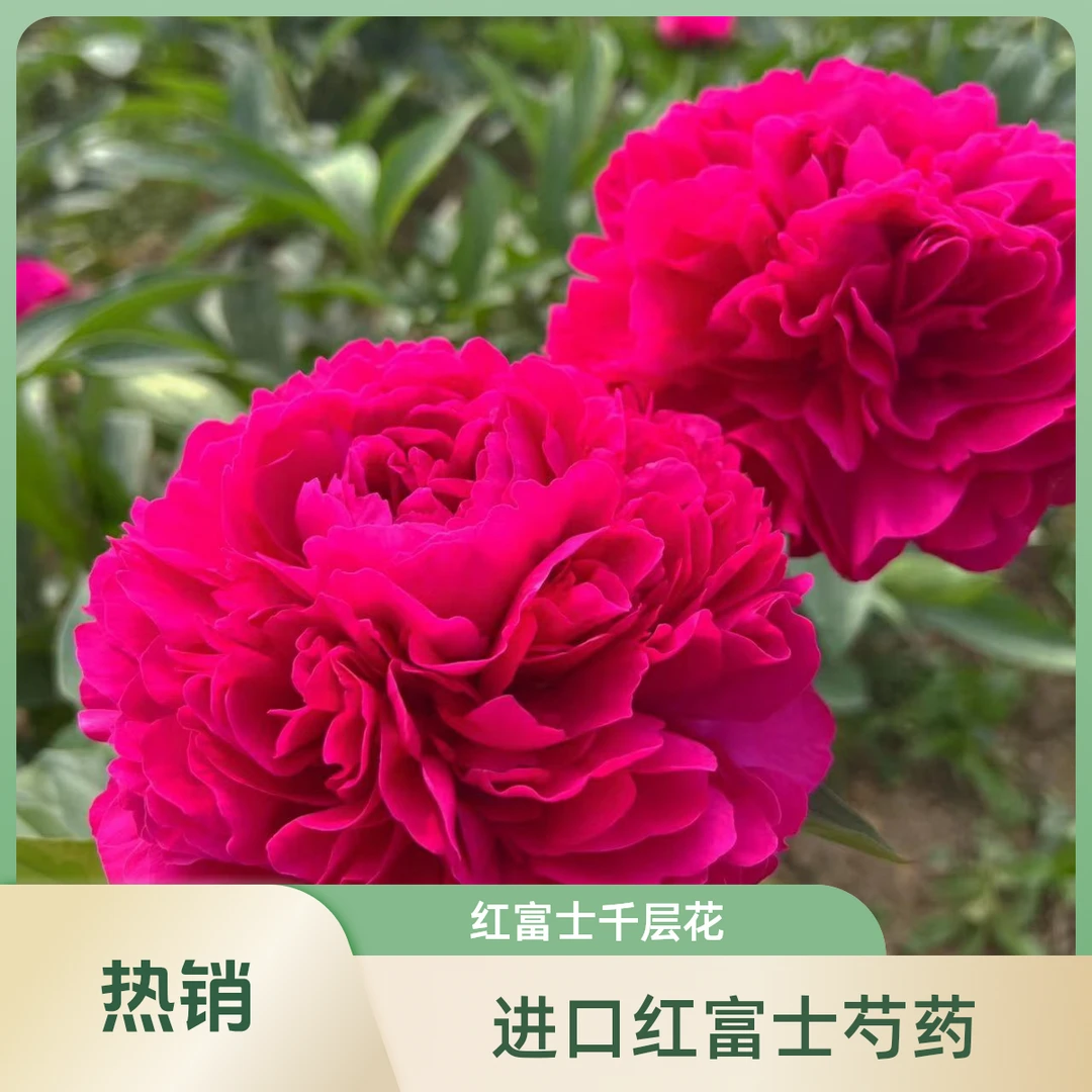 【现货-红富士】蒙斯朱丽儿红色系千层重瓣鲜切花 基地直发