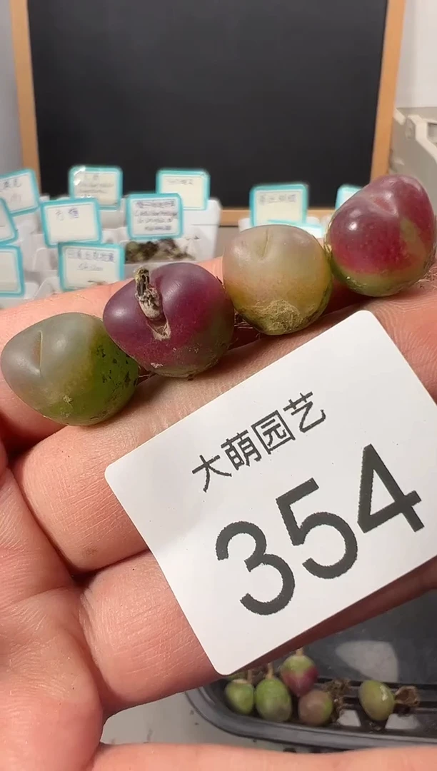 【闪购商品】++++354
