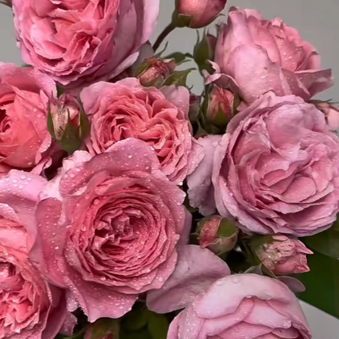 安索菲比克中苗   四季灌木月季