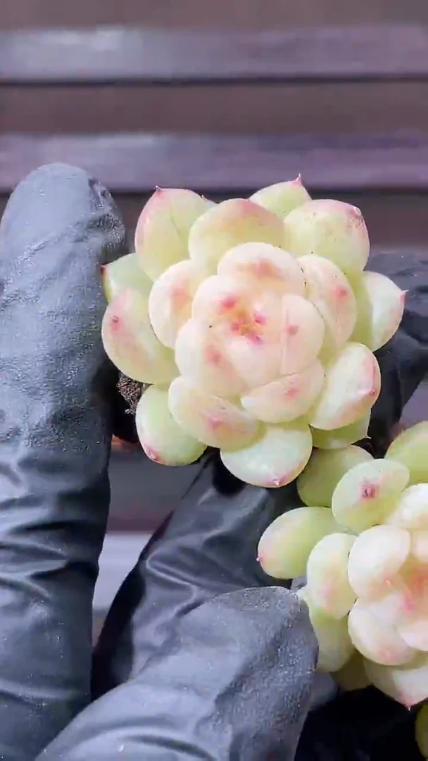 36-91 新无冕2-3厘米量拍发一颗