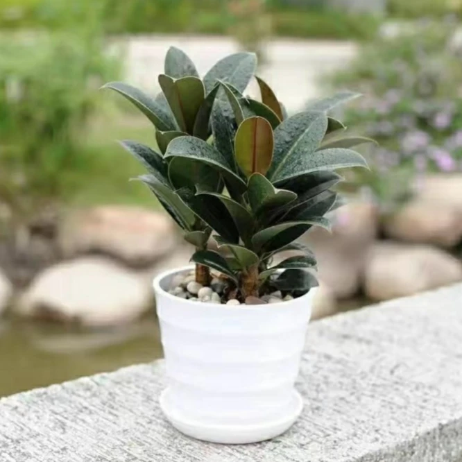 【超1千回头客】黑金刚橡皮树盆栽家庭室内客厅四季长青花卉净化