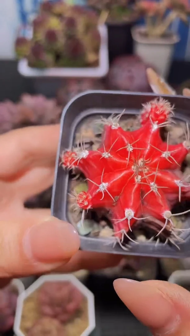 【闪购商品】肋骨牡丹锦量拍1颗