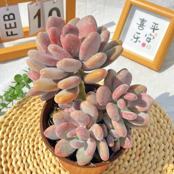 桃美人懒人多肉植物新手入门办公室室内阳台绿植花卉盆栽脱土发发