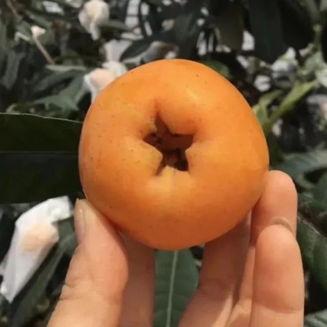 大五星枇杷树苗无核枇杷果树苗南方大果嫁接盆栽地栽南北方