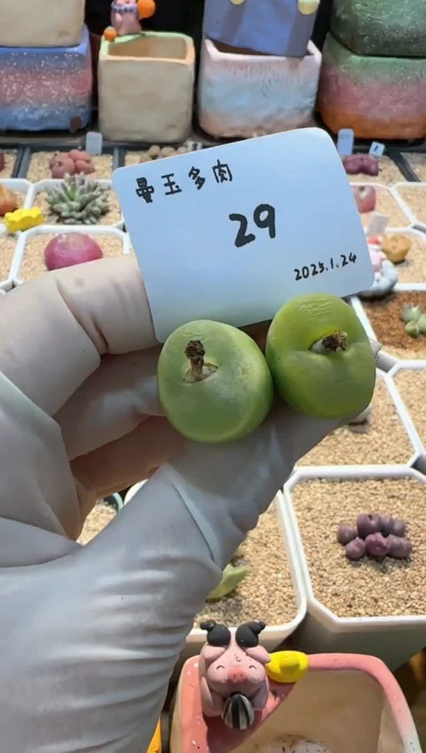 【闪购商品】25.1.24-29梦回