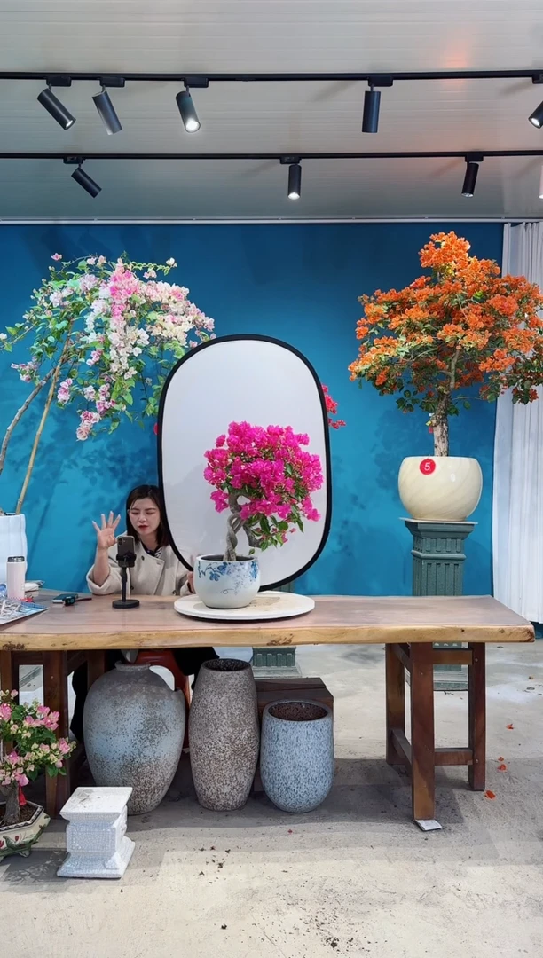 全部花朵金心双色三角梅