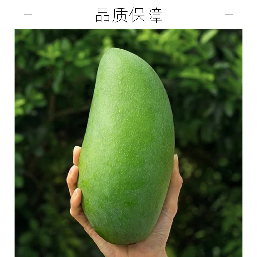 【品质保障】手工挑选个大肉黄外皮鲜亮精品大青芒