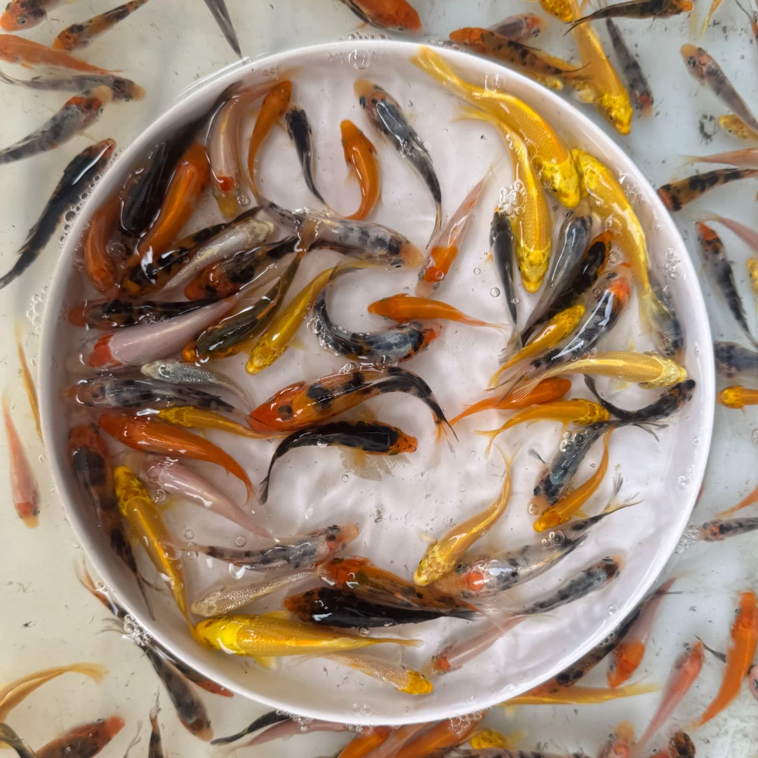 混色锦鲤鱼随机发黑金白金黄金红白大正昭和冷水观赏鱼招财