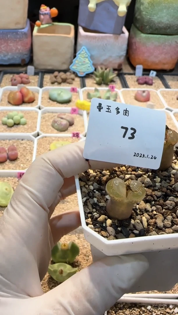 【闪购商品】25.1.24-73陈皮糖