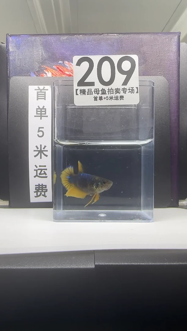 斗鱼母鱼编号：209