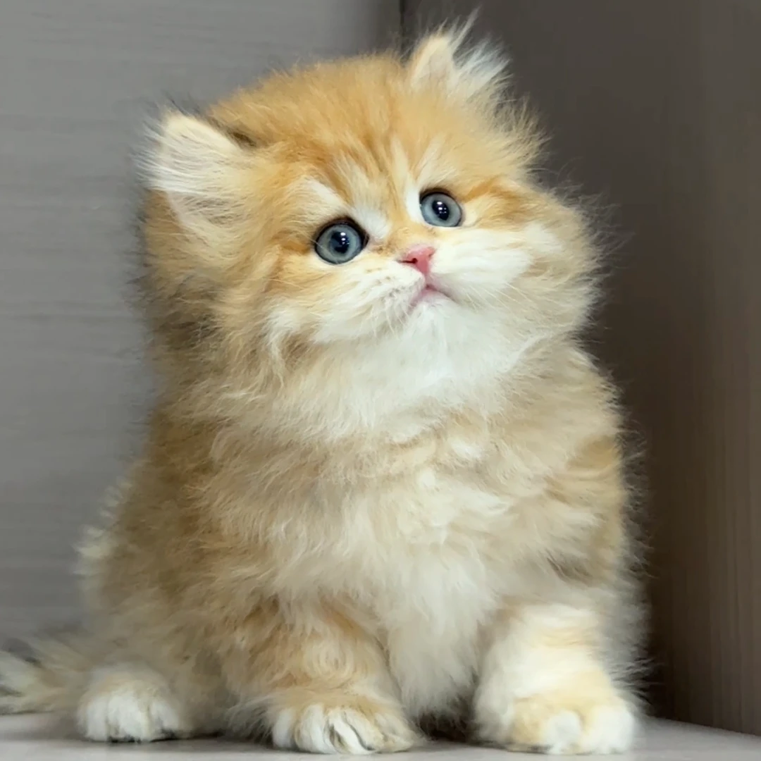 大嘴精品猫【12色长毛金虎斑妹妹】