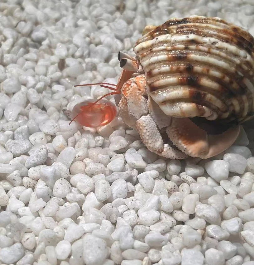 寄居蟹  西沙  红海   草莓   黑莓