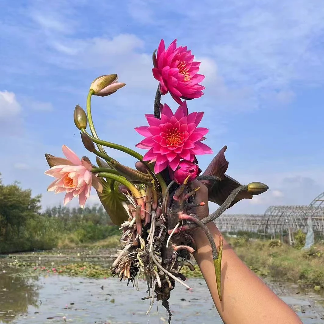 睡莲带芽发货当年开花阳台庭院种植水培盆栽花卉荷花观赏莲花