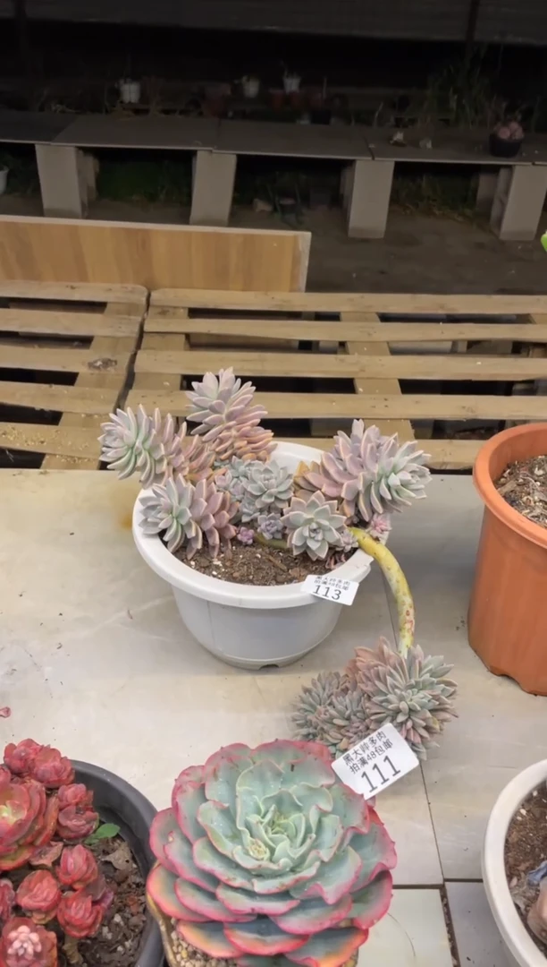 【闪购商品】113淡雪缀福袋不包损