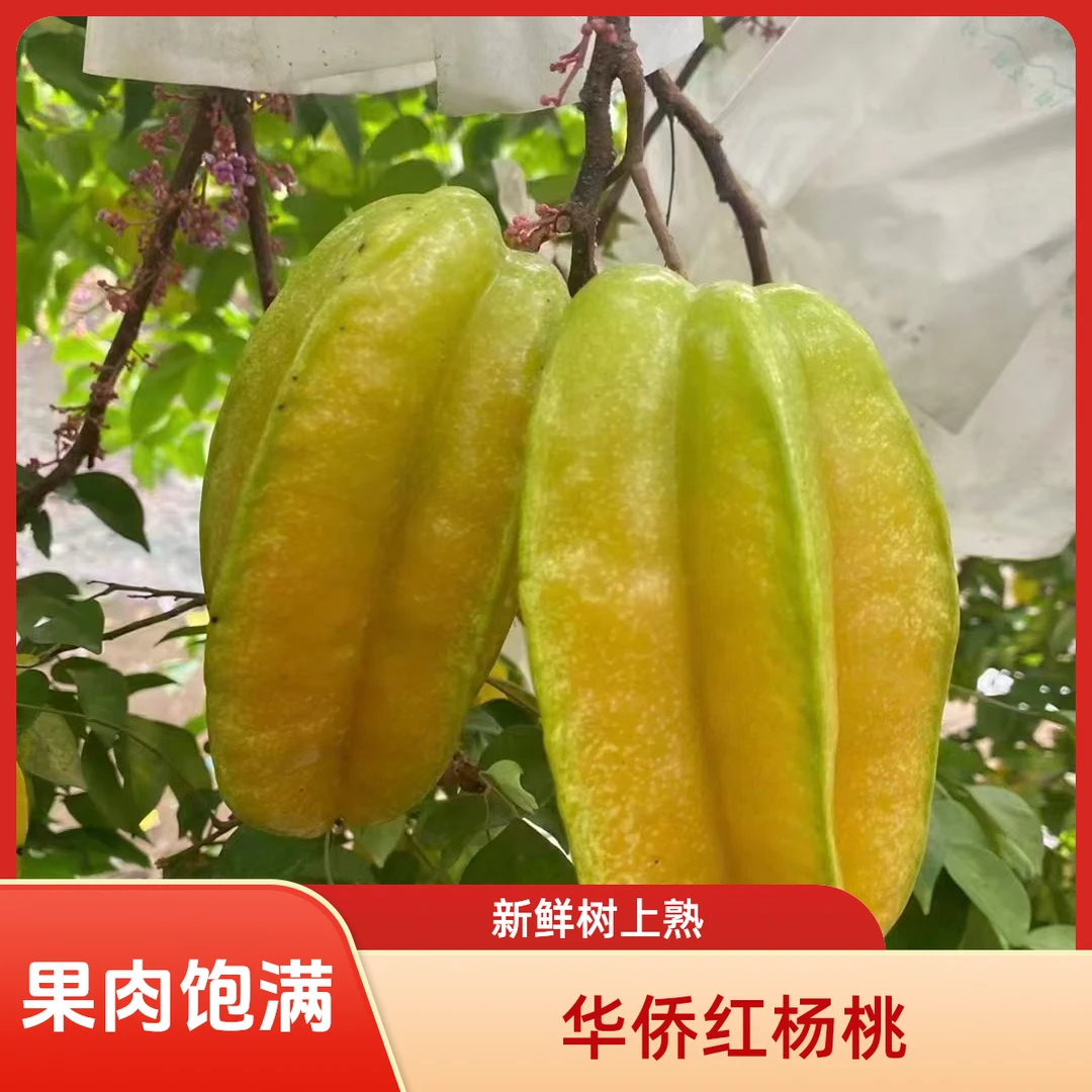 汕尾华侨红杨桃脆香甜马来西亚品种